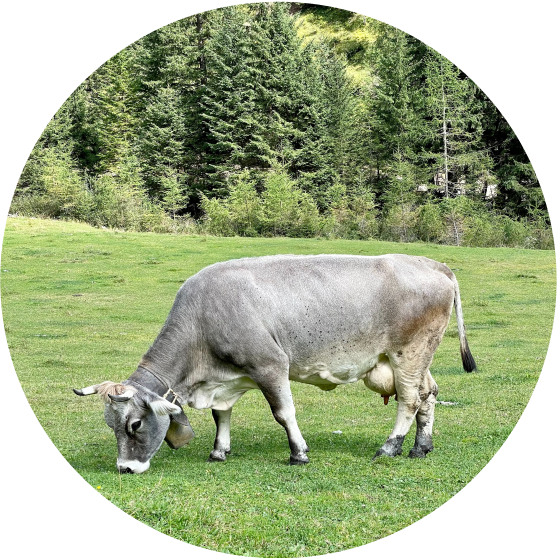 grey cow